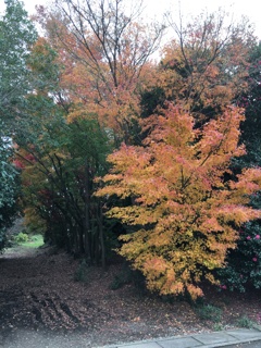 2019/11/28_紅葉