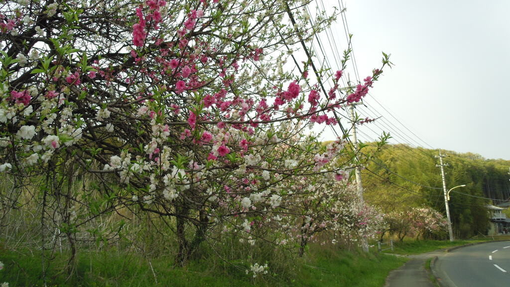 2013/04/14_路傍の花