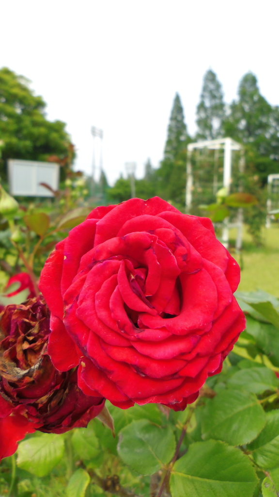 2013/06/15_伊奈町制施行記念公園 バラ園のバラ