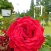 2013/06/15_伊奈町制施行記念公園 バラ園のバラ