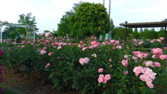 2013/06/02_伊奈町制施行記念公園 バラ園