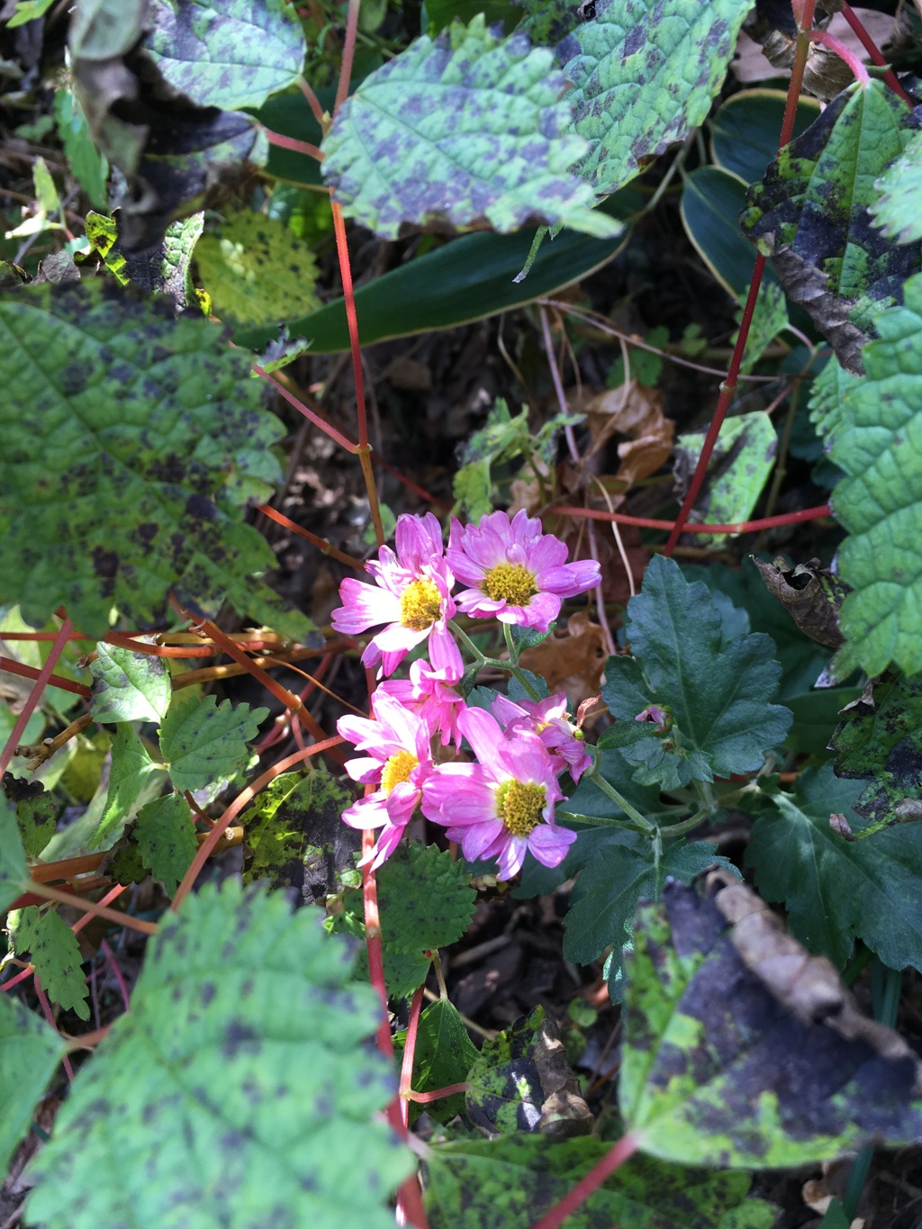 2019/11/17_外秩父山中の花に日差し