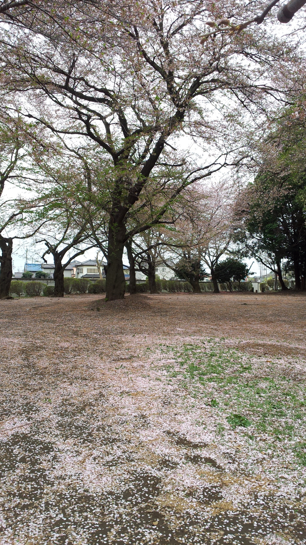 2013/04/06_氷川児童公園の桜
