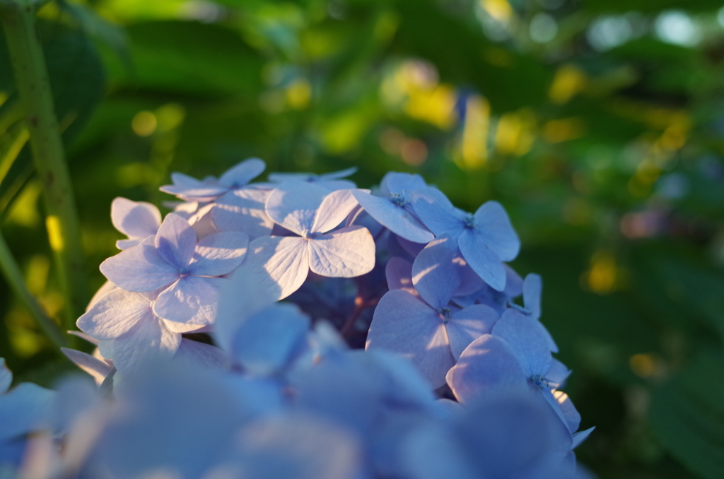 2016/06/18_伊奈アジサイ園の夕暮れ紫陽花（没カット）