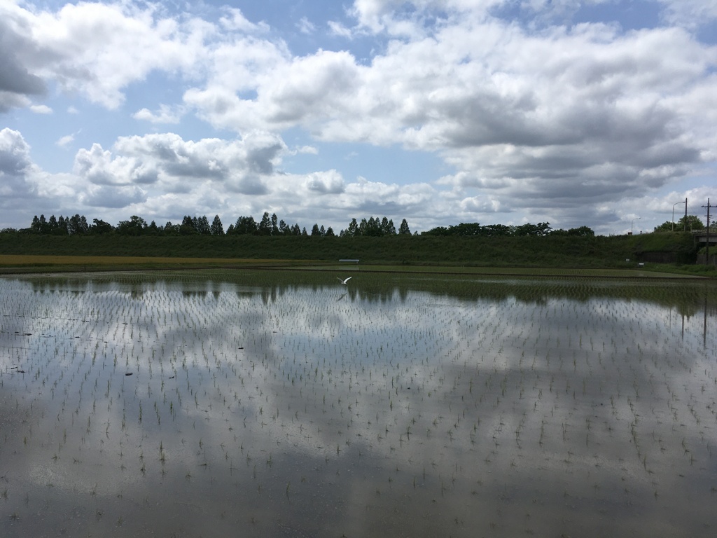 2020/05/24_水田に雲