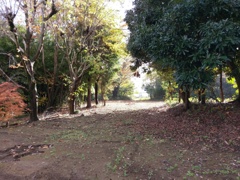 2019/11/19_奥の日差し