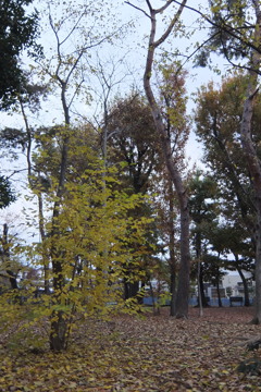 2014/11/30_ふれあいの森801