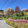 2020/04/19_花桃の郷