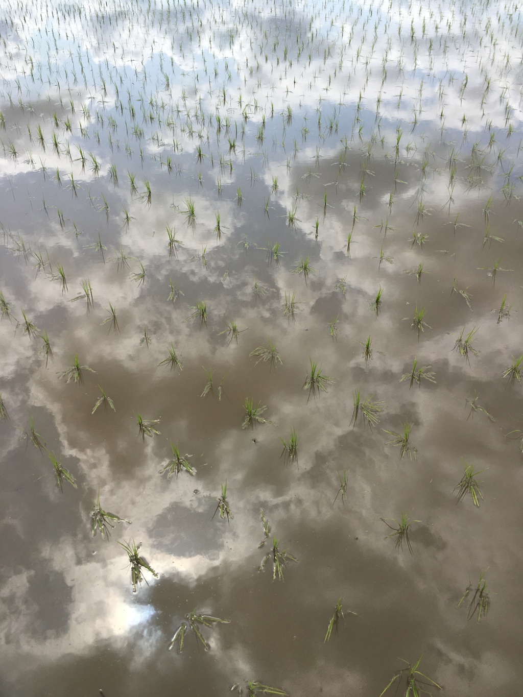 2020/05/24_水田に雲