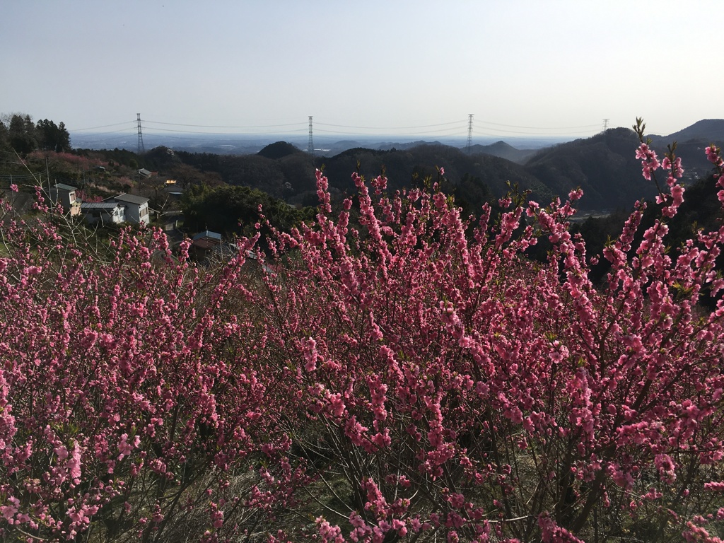 2020/03/21_花桃の郷