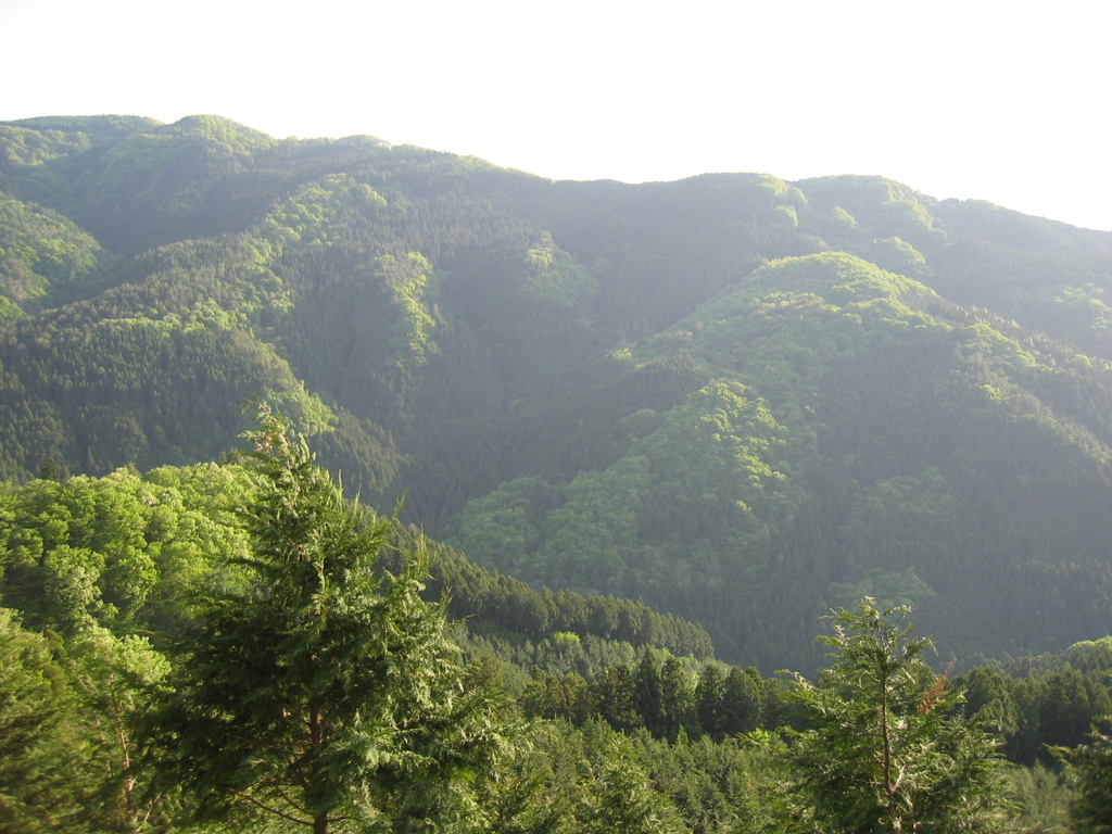 2011/05/14_外秩父山中