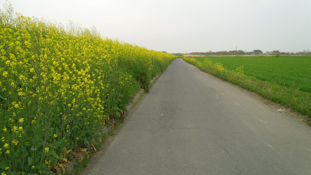 2013/04/14_菜の花の道
