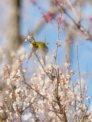 飛べ！ウメジロー③