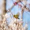 飛べ！ウメジロー②