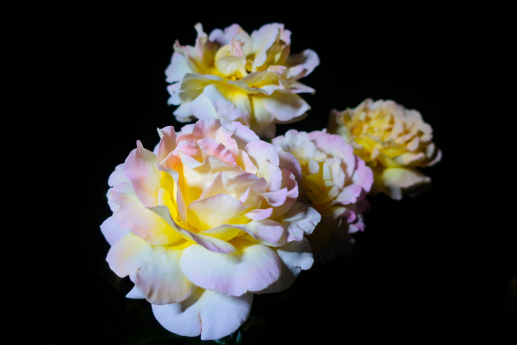 薔薇