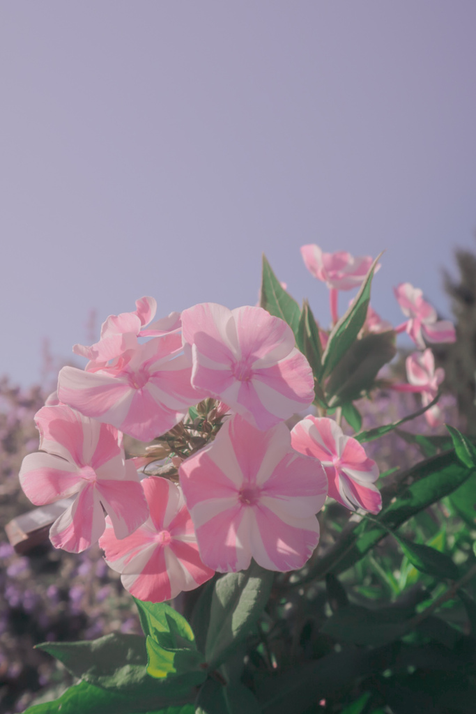 ペパーミントツイスト