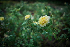 雨と薔薇