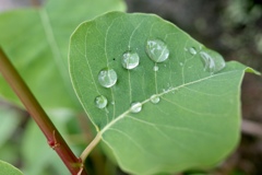 雨上がり