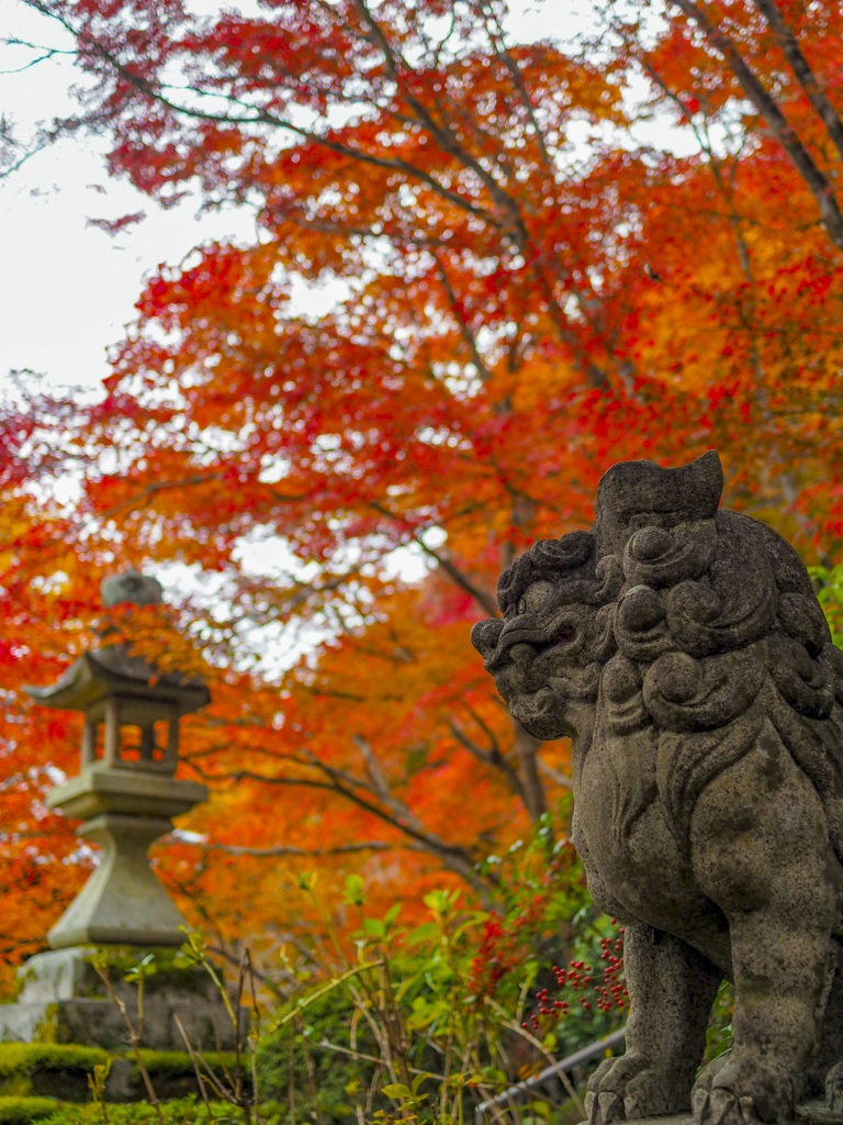 狛犬と紅葉