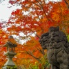 狛犬と紅葉