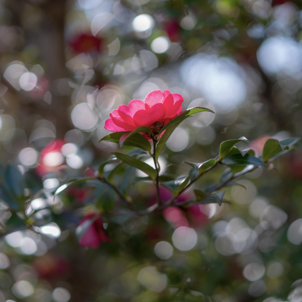 山茶花