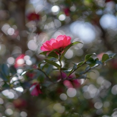 山茶花