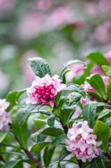 小雨の沈丁花