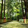 緑の神社