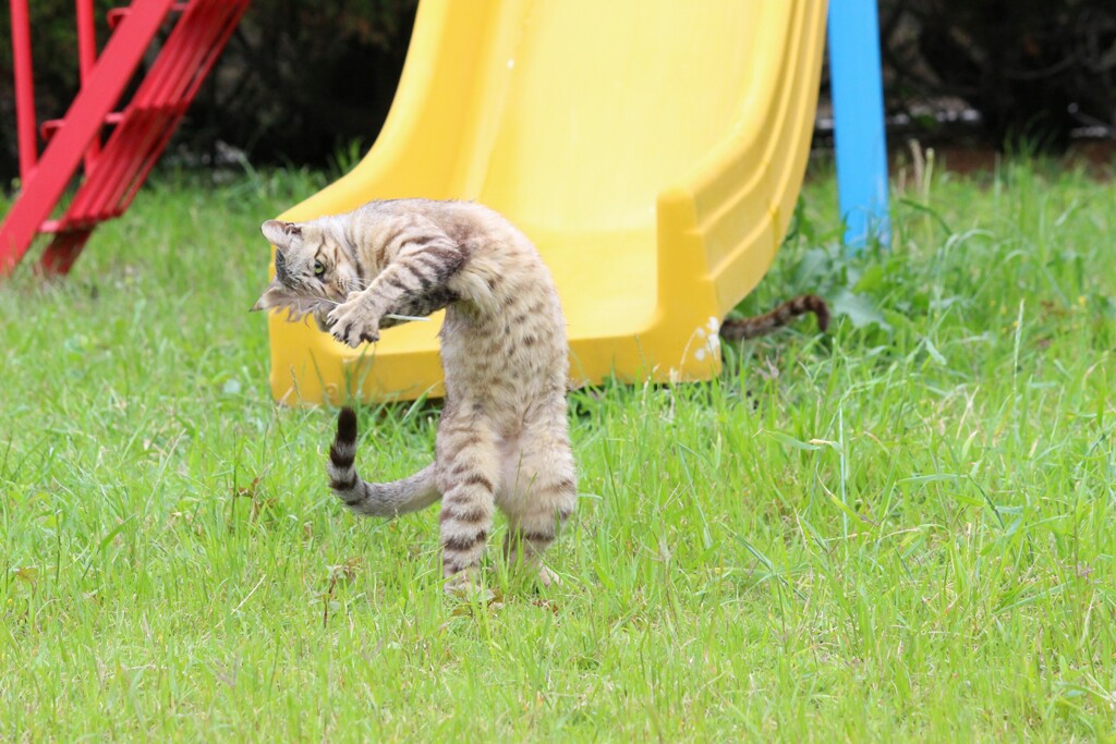 にゃんこ