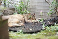 夏ネコ
