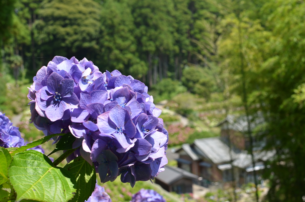 紫陽花屋敷