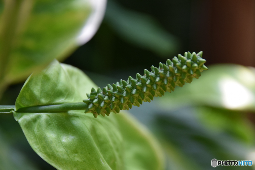 謎の植物