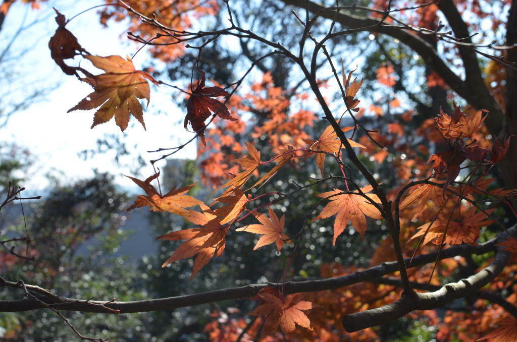 紅葉の終末