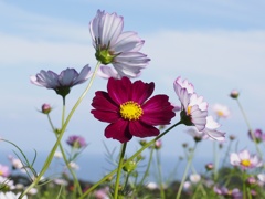 コスモス