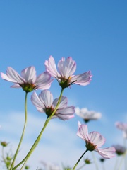 コスモス