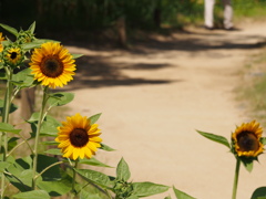 P8080027