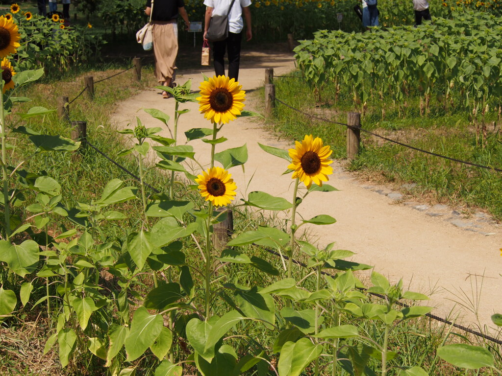 P8080023