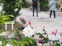 万博記念公園　バラ園