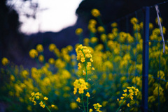 菜の花