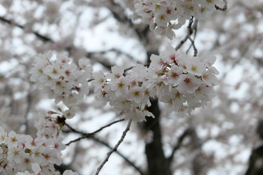 桜