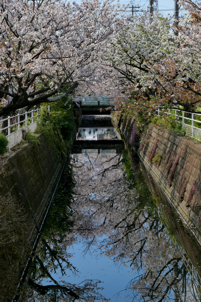 桜、水面、青空