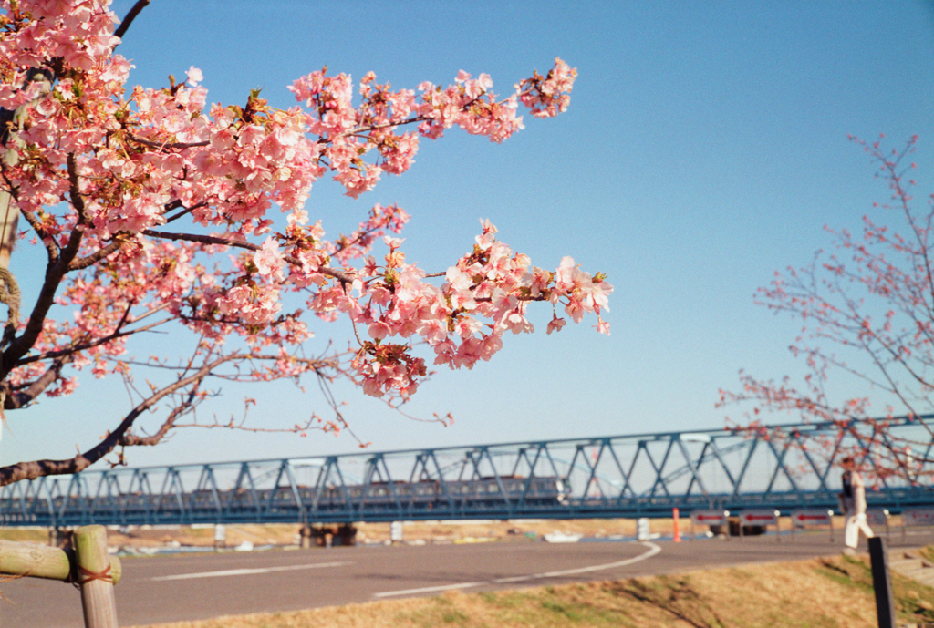 河津桜3