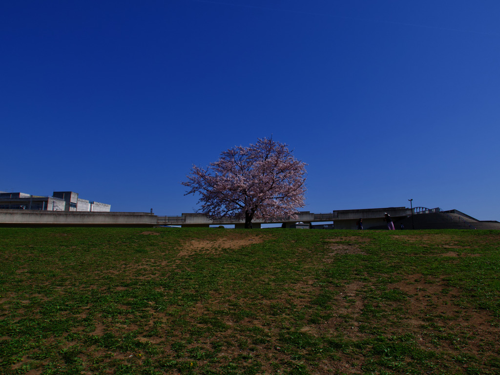 SAKURA