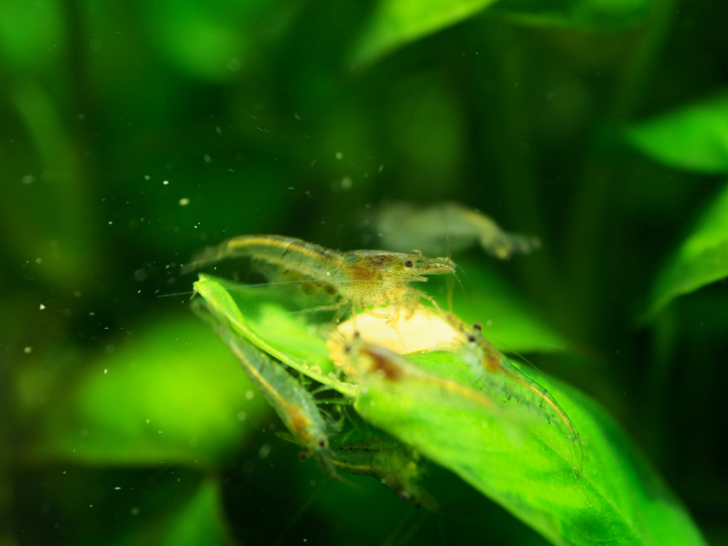 お食事