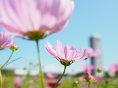 秋桜