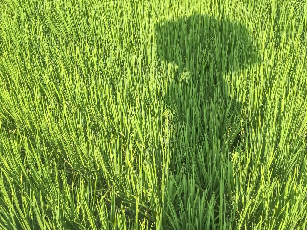 田んぼと私