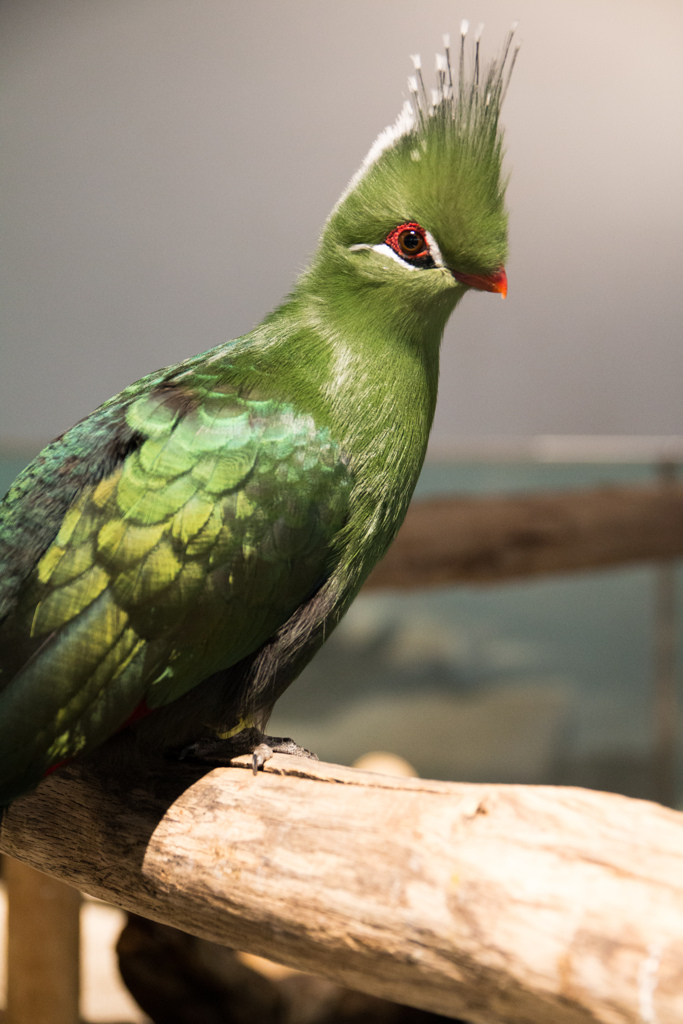 Bird