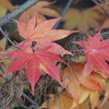 DSC08658