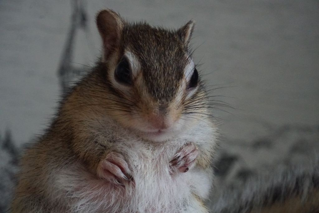 シマリス