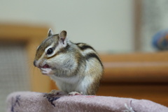 DSC04955